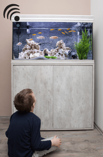 fishtank aquarium